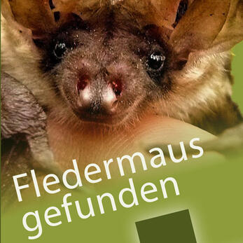 Faltblatt zum Fledermausschutz des Landkreises Harz